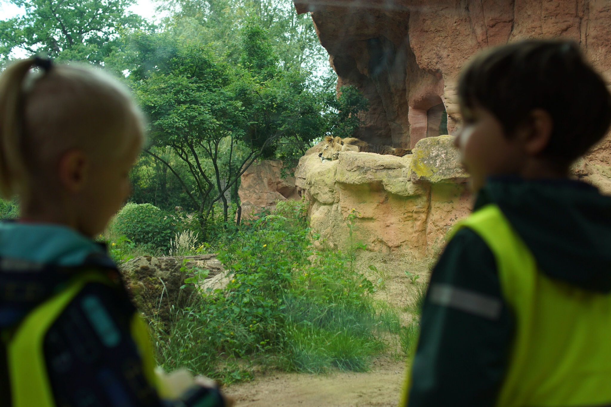 The lion sleeps tonight? Dieser hier eindeutig auch tagsüber. Jonte und Kerim finden es wunderbar. Foto: Alexander Nortrup