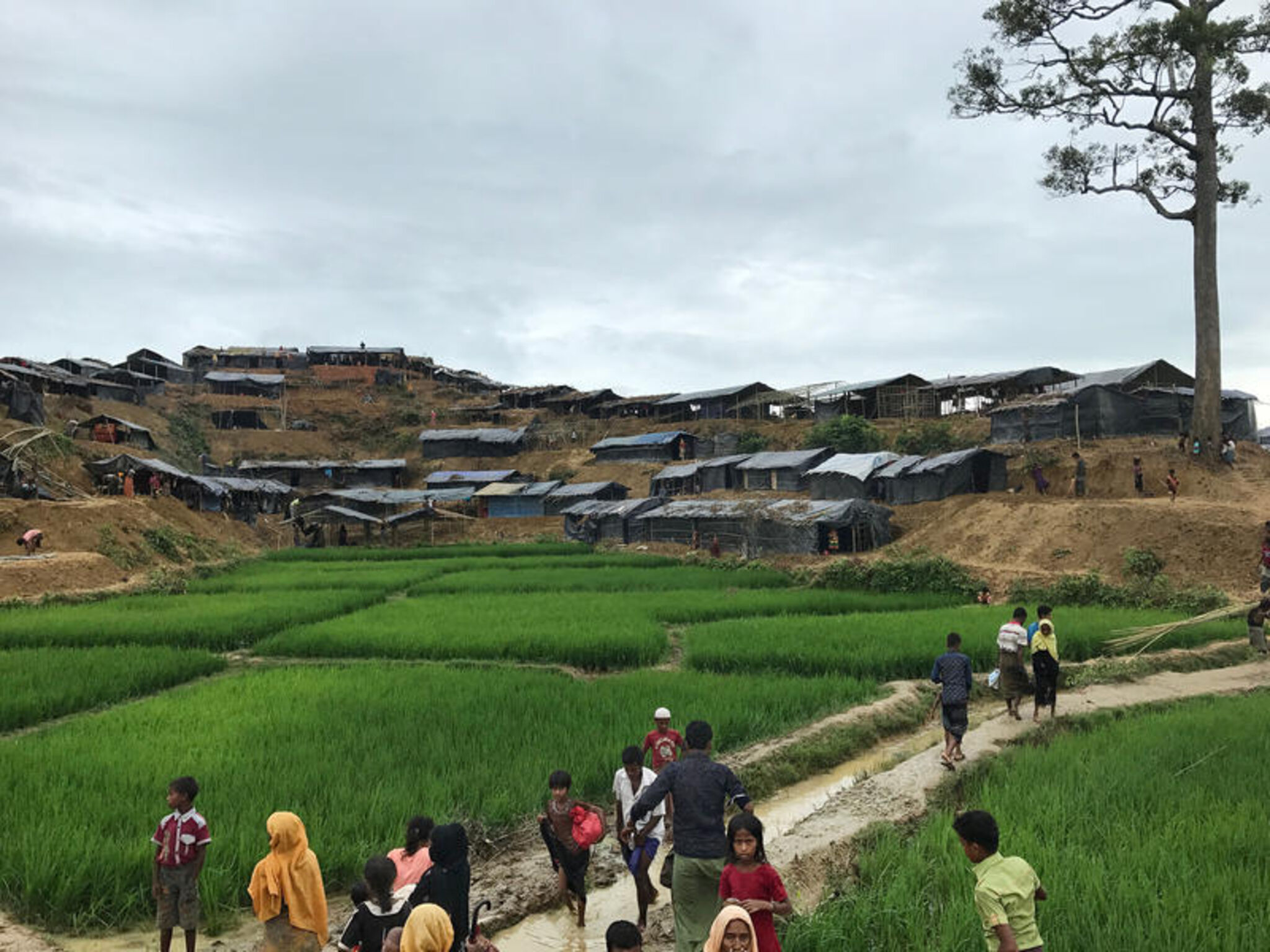 Rohingya