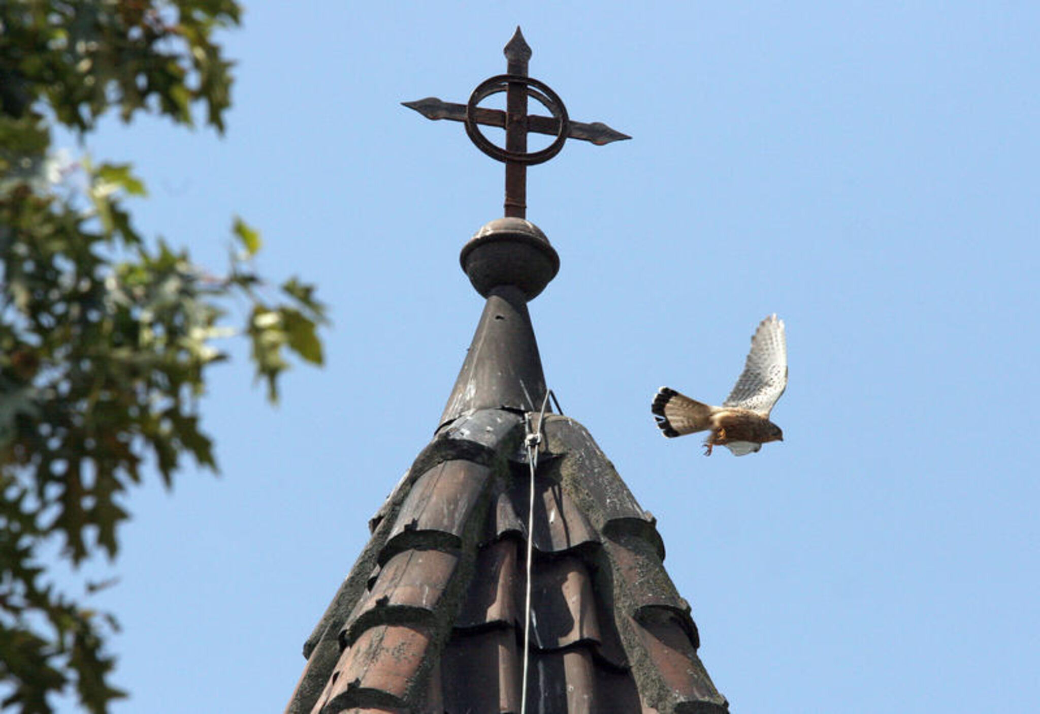 turmfalke