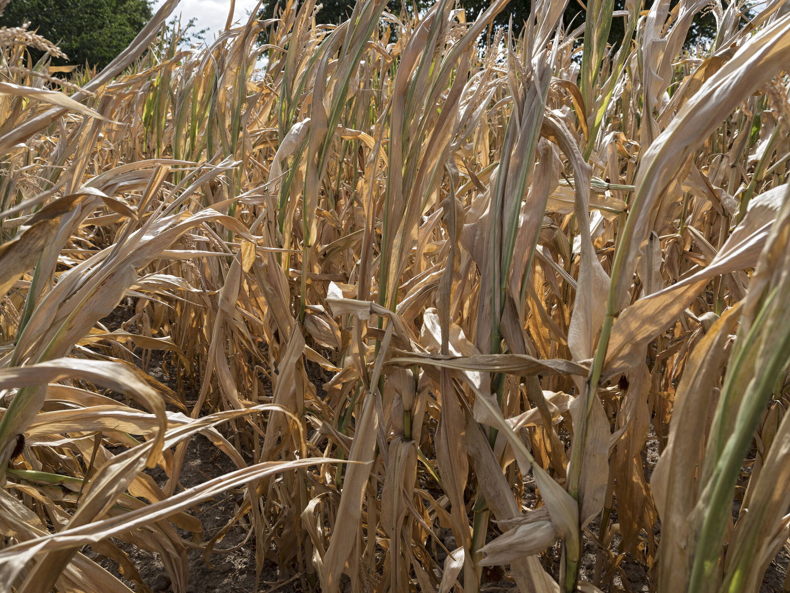 Vertrocknetets Maisfeld in Niedersachsen am 02.09.2018