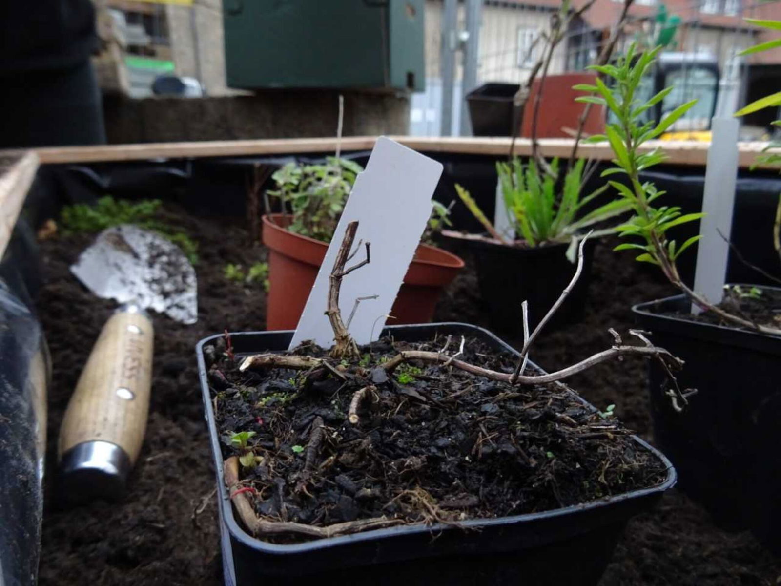 St Marien Göttingen_Beet