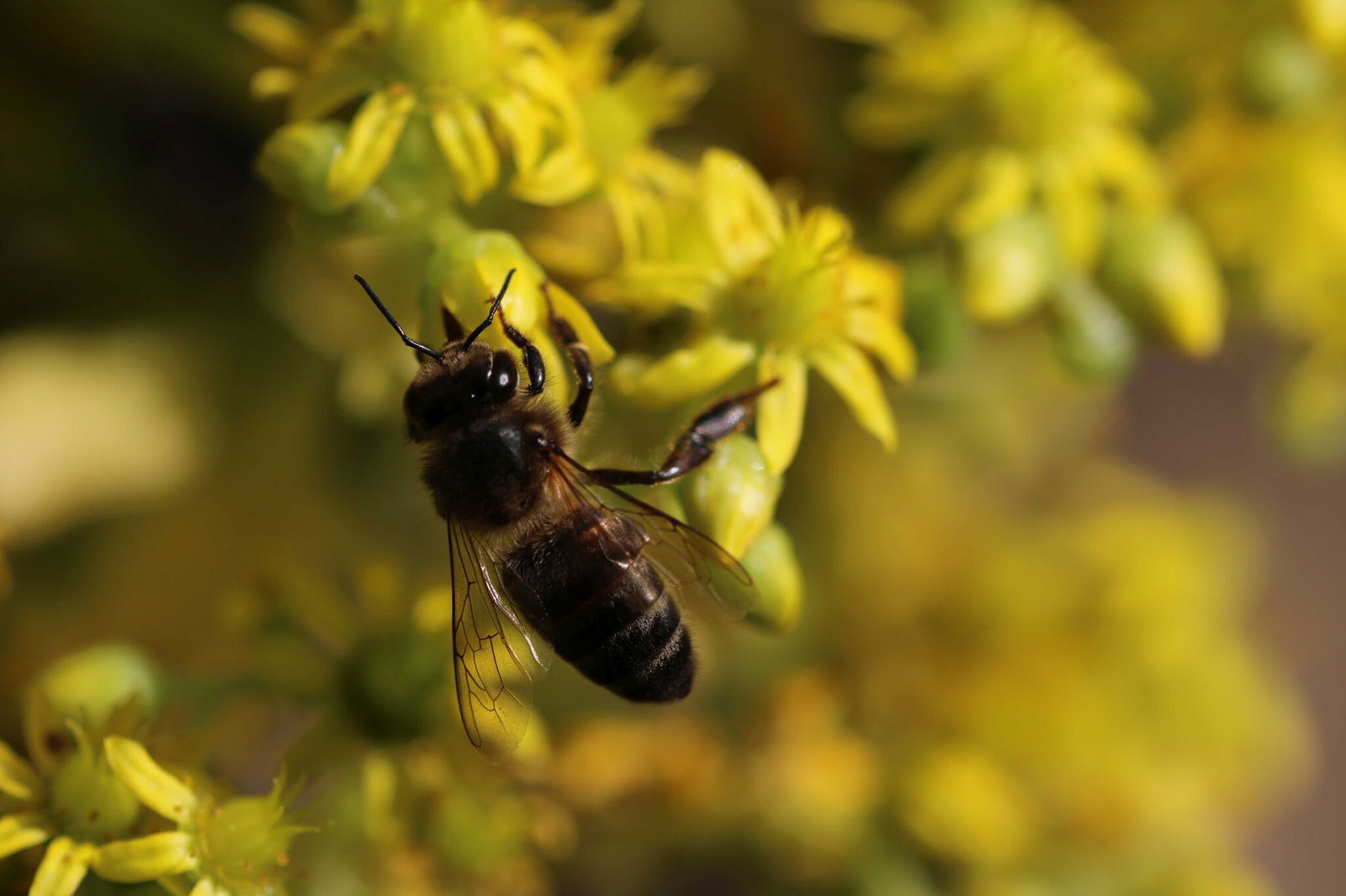 BiCK_Weltbienentag_(c) Martin Käthler_HkD