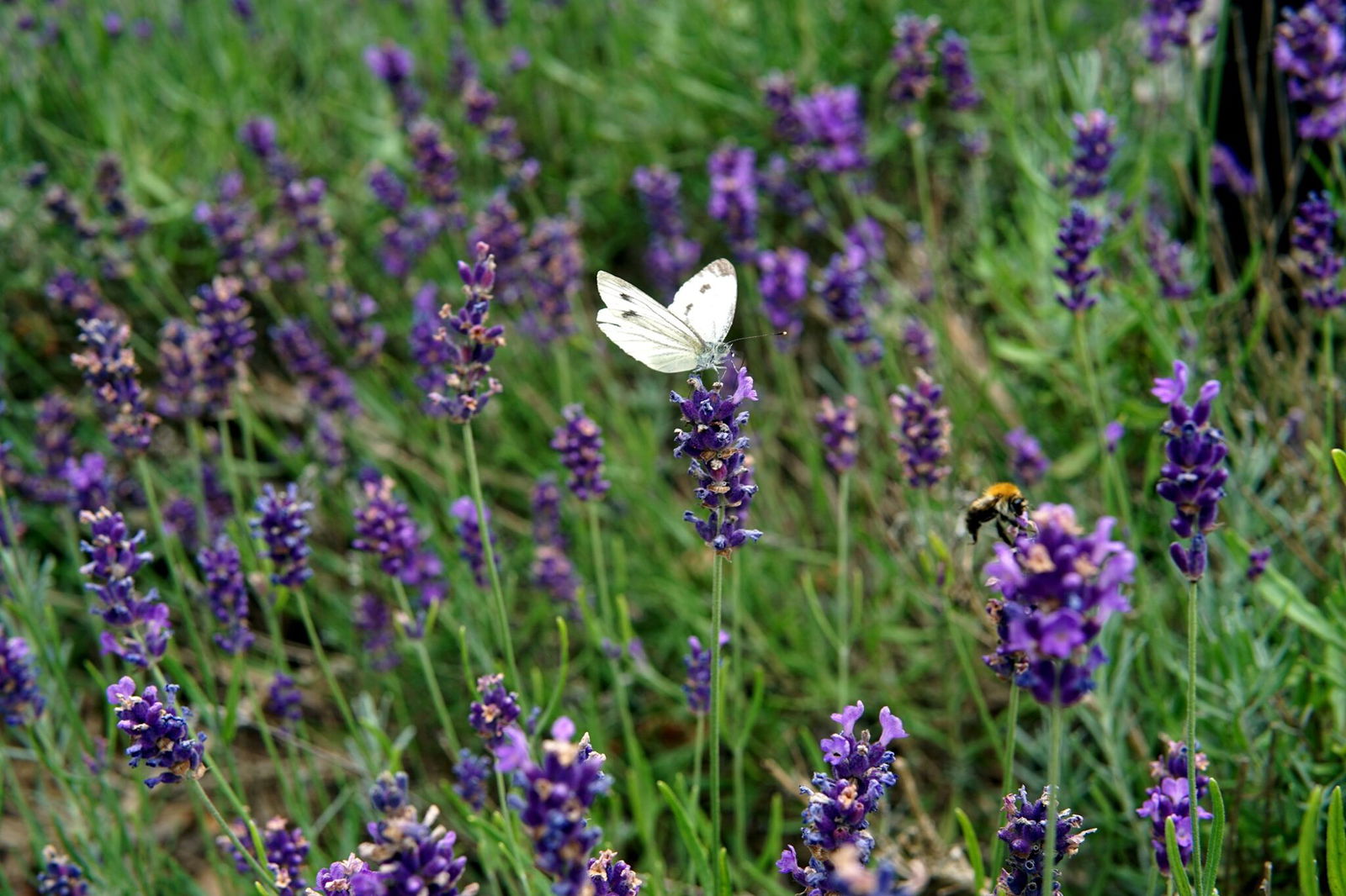 Unter dem Motto „Näher zu Dir!“ lädt der Kirchenkreis Harzer Land im Sommer zu Gottesdiensten in Oberharzer Gärten ein. Foto: Kirchenkreis Harzer Land.