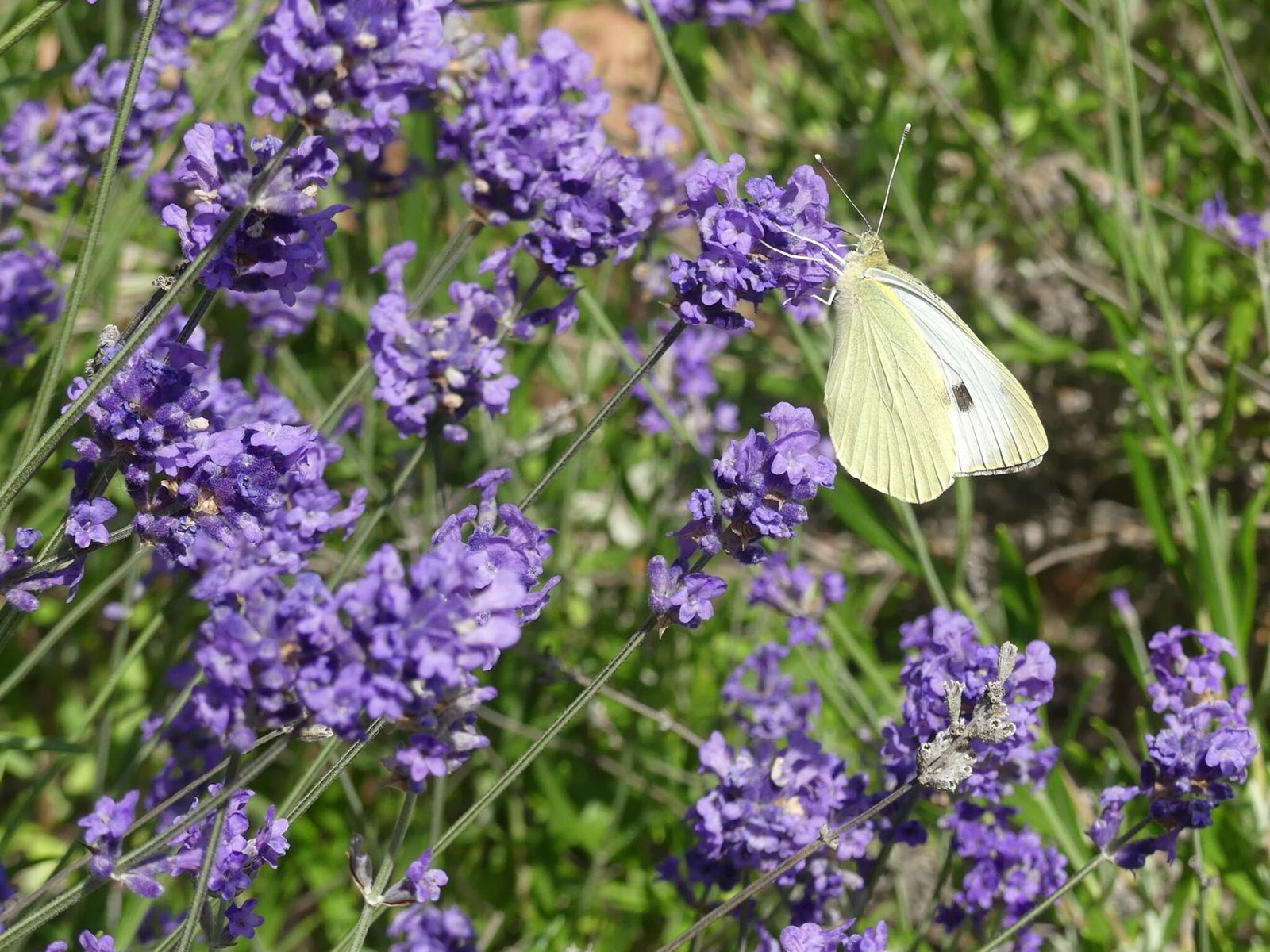 Auf dem Bild ist eine Lavendelbluete zu sehen. Ein Zitronenfalter sitzt auf ihr.