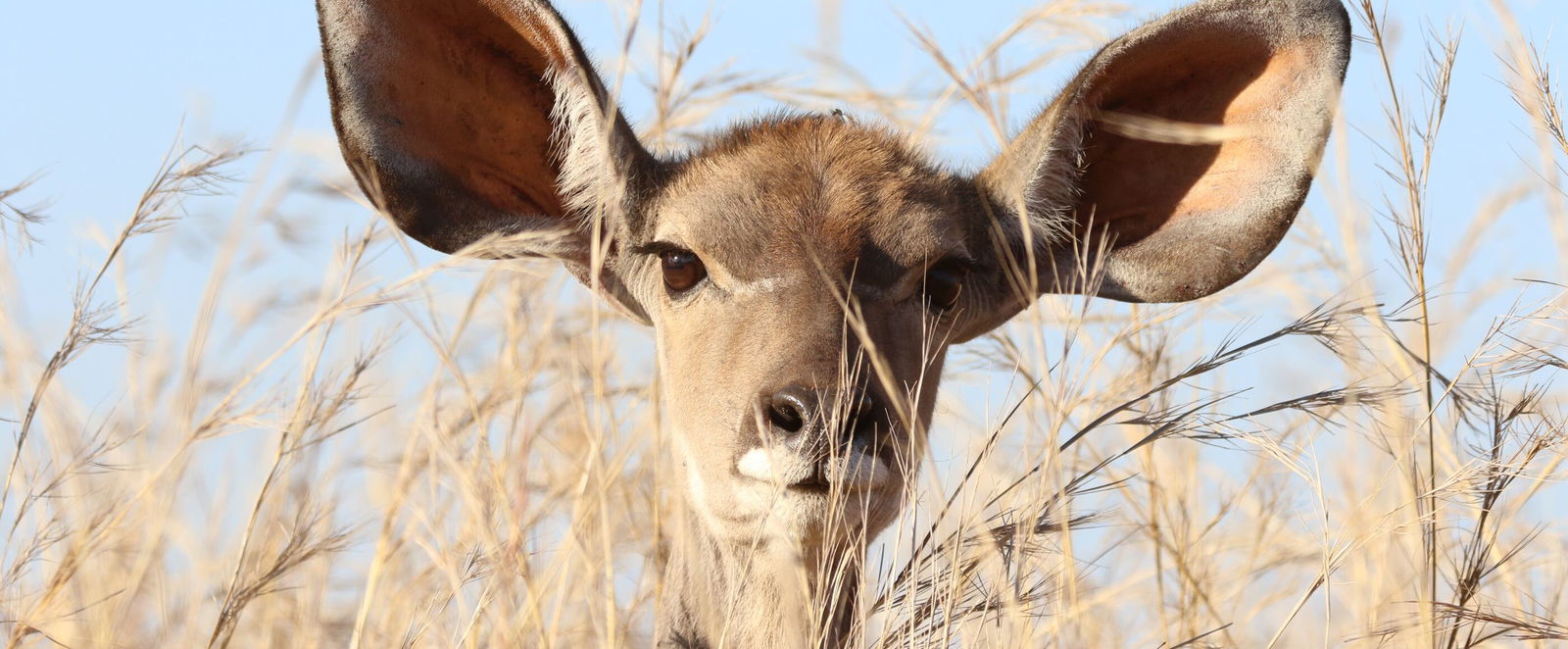 Wer Ohren hat, der höre - manche Ohren scheinen besonders gut dafür geeignet.