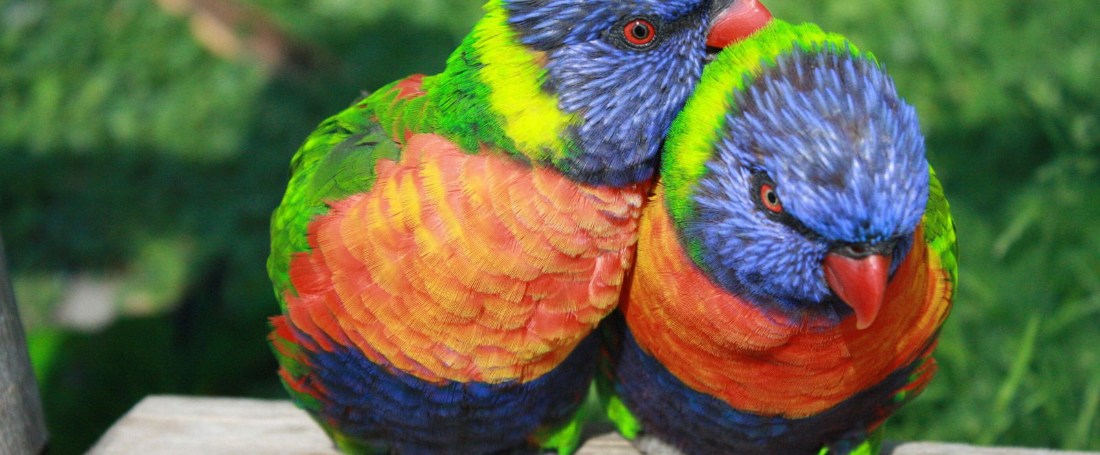 Von Liebe und Leidenschaft und vom Regenbogen hören wir in den biblischen Texten an diesem Sonntag.