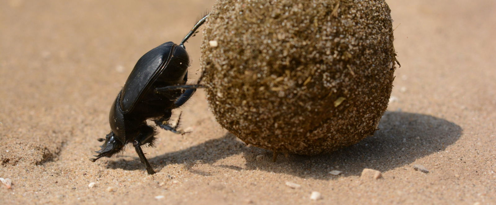 Frei nach Albert Camus: Die Mistkugel ist seine Sache.