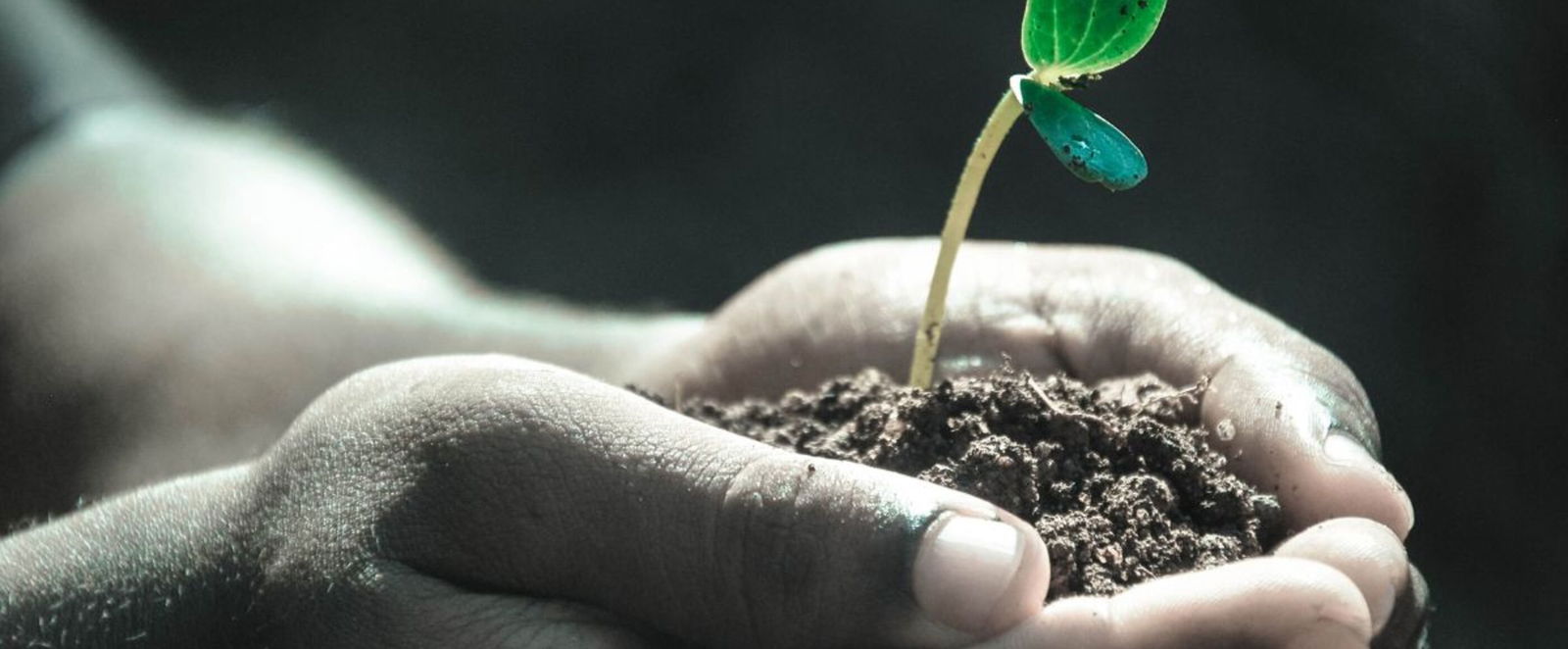 Zwei Hände halten Erde, aus der eine Pflanze erwächst. Das Bild ist schwarz-weiß, die Pflanze grün.