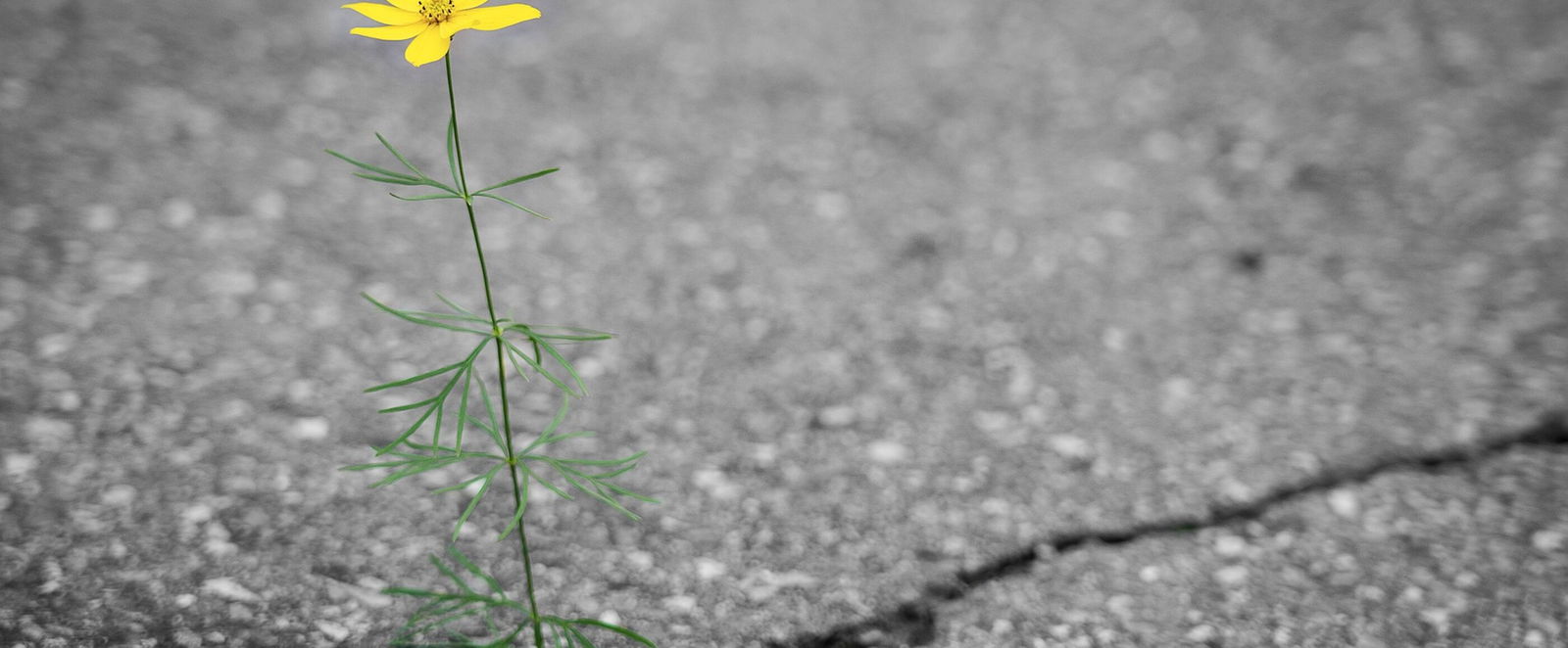 Eine Blume durchbricht den Asphalt