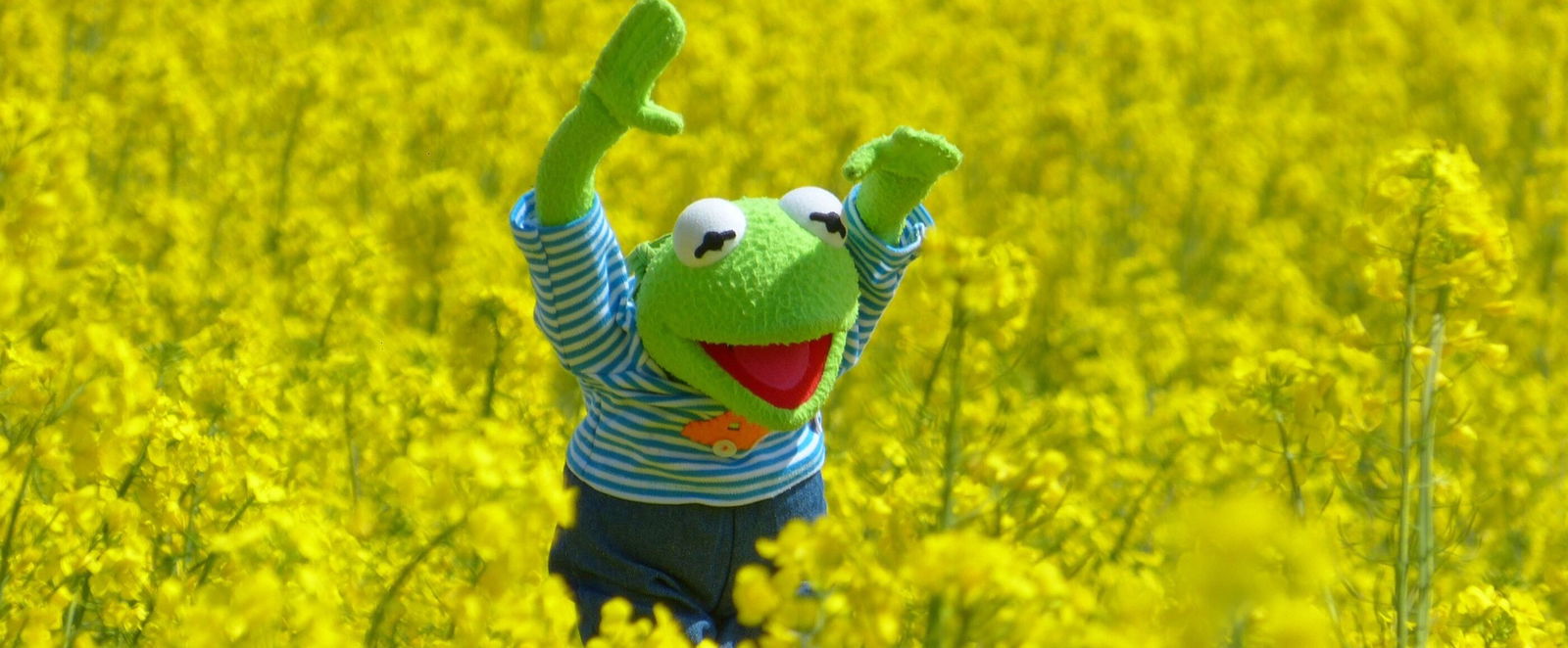 Kermit der Frosch steht in einem Rapsfeld und freut sich.