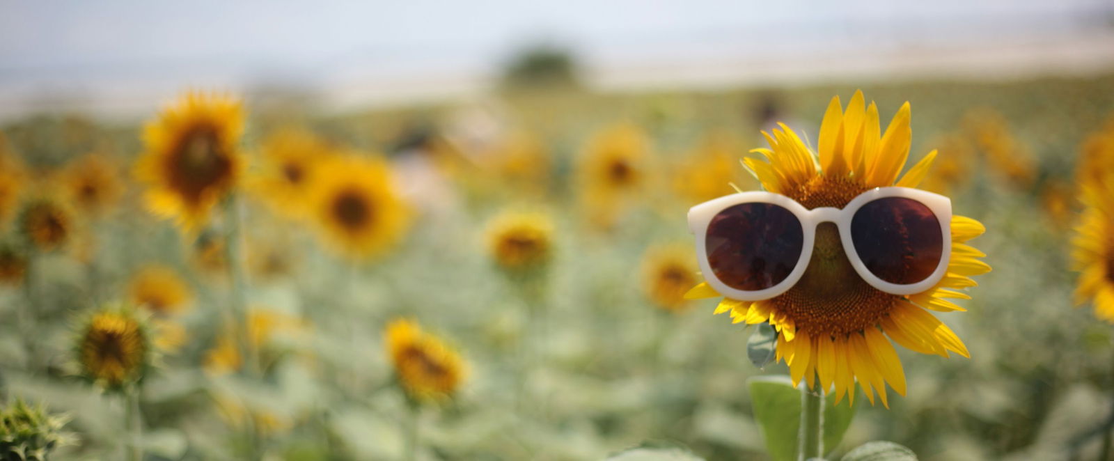 ein Feld mit Sonnenblumen. Auf einer Sonnenblume sitzt eine Sonnenbrille