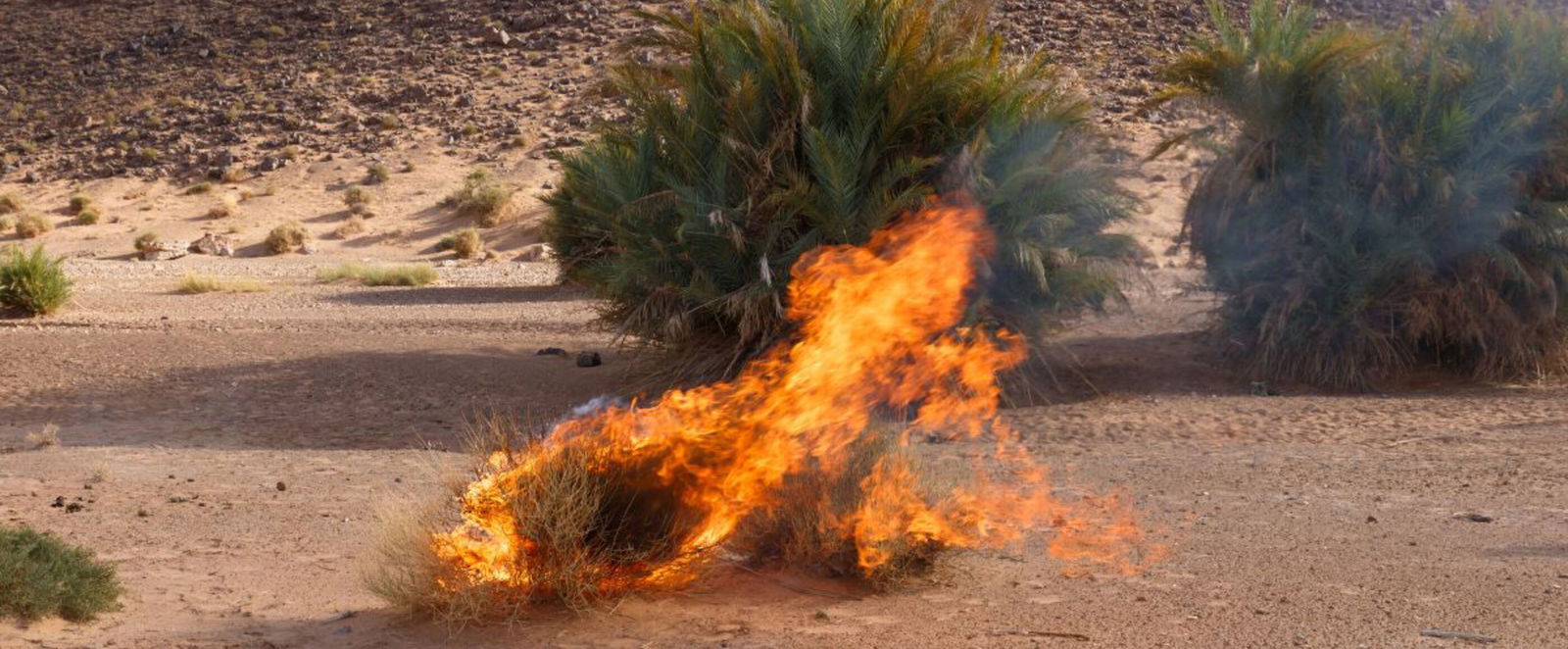 Ein brennender Dornbusch.