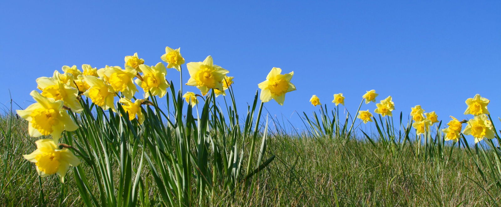 Ein Wiese mit gelben Osterglocken und blauem Himmel.