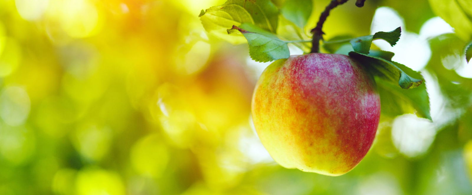 Ein Apfel hängt an einem Baum.