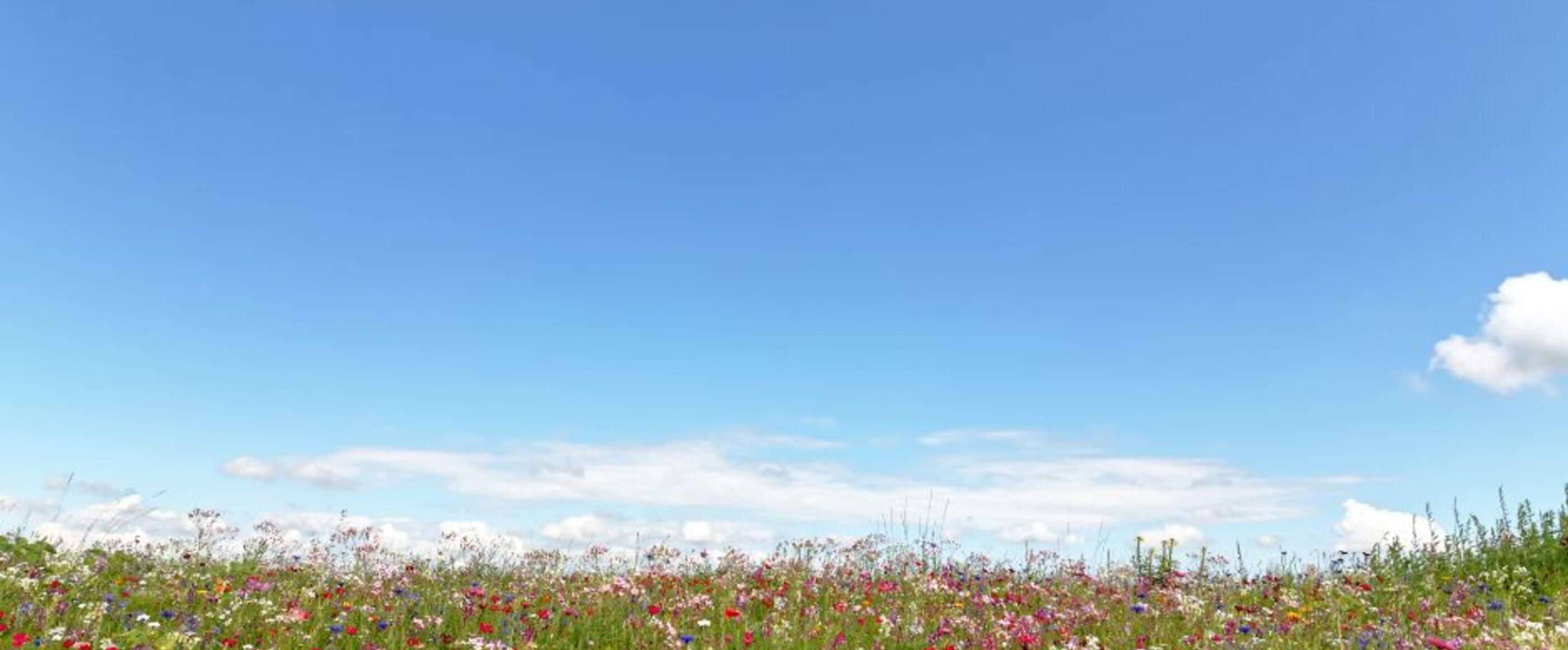 Ein dicht blühendes Feld unter blauem Himmel