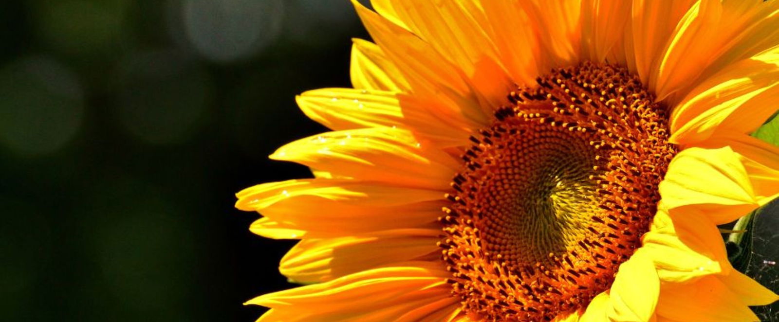 Eine Sonnenblume in Nahaufnahme reckt sich dem Licht entgegen. 