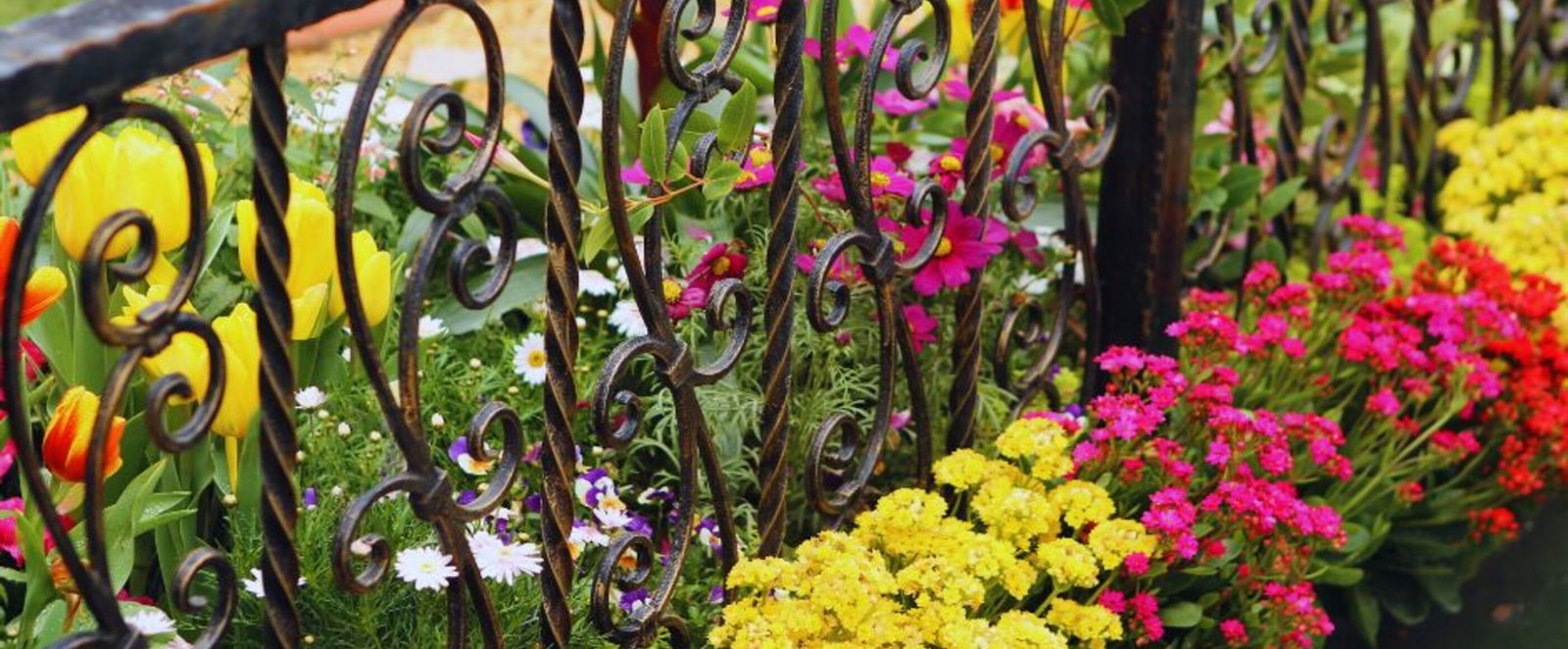 Gelbe, orangene und rote Blumen an einem Gartenzaun