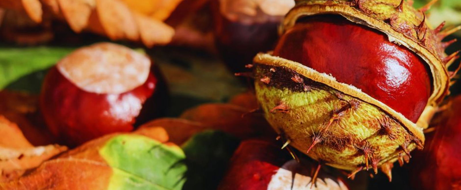 Kastanien, teils noch in grüner Hülle.