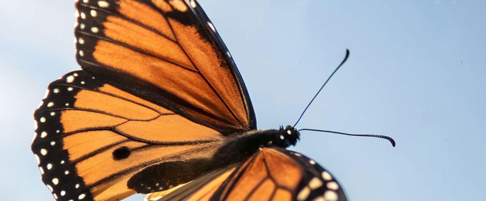 Ein Schmetterling im Flug.