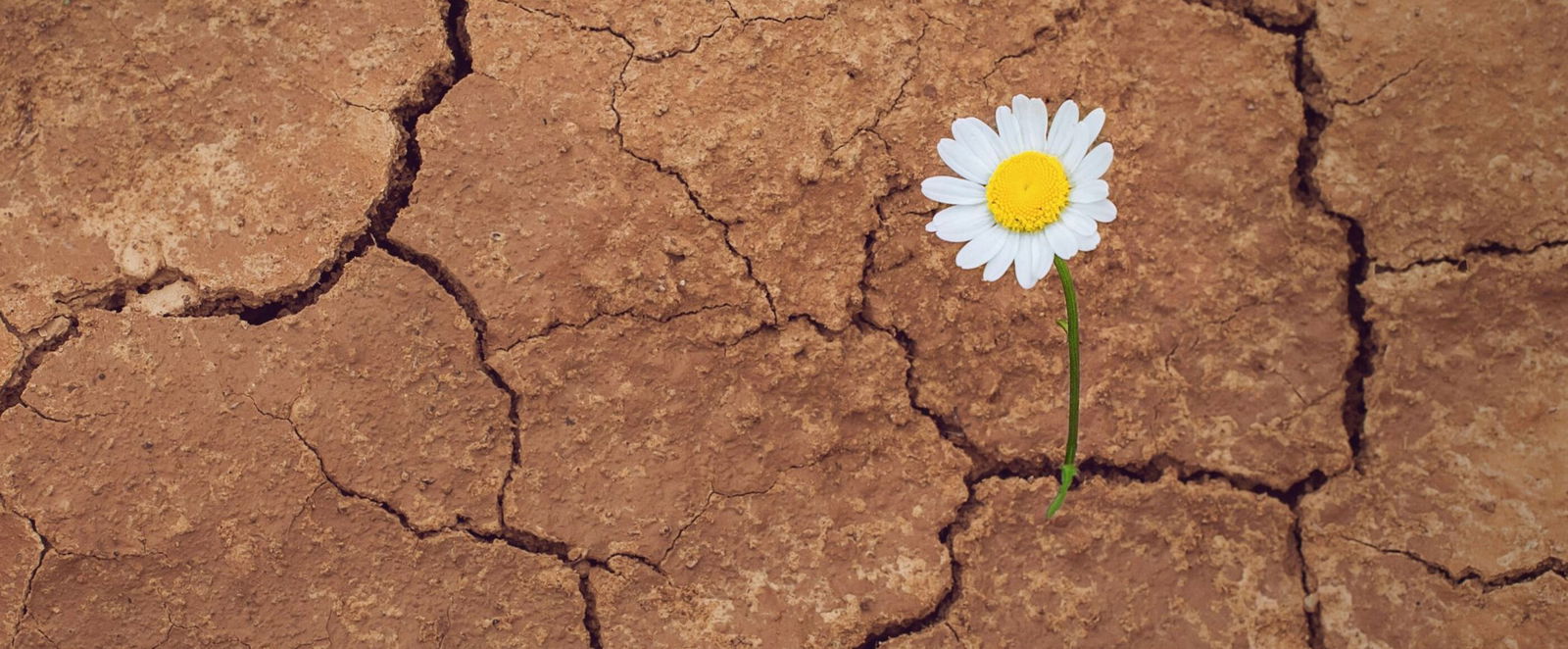 Eine Blume durchbricht trockenen Boden.