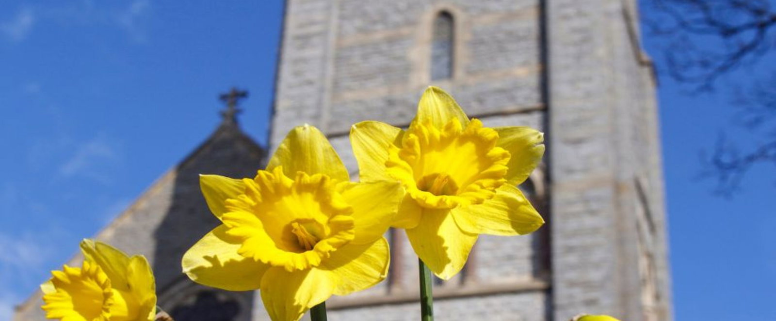 Narzissen blühen vor einer Kirche.