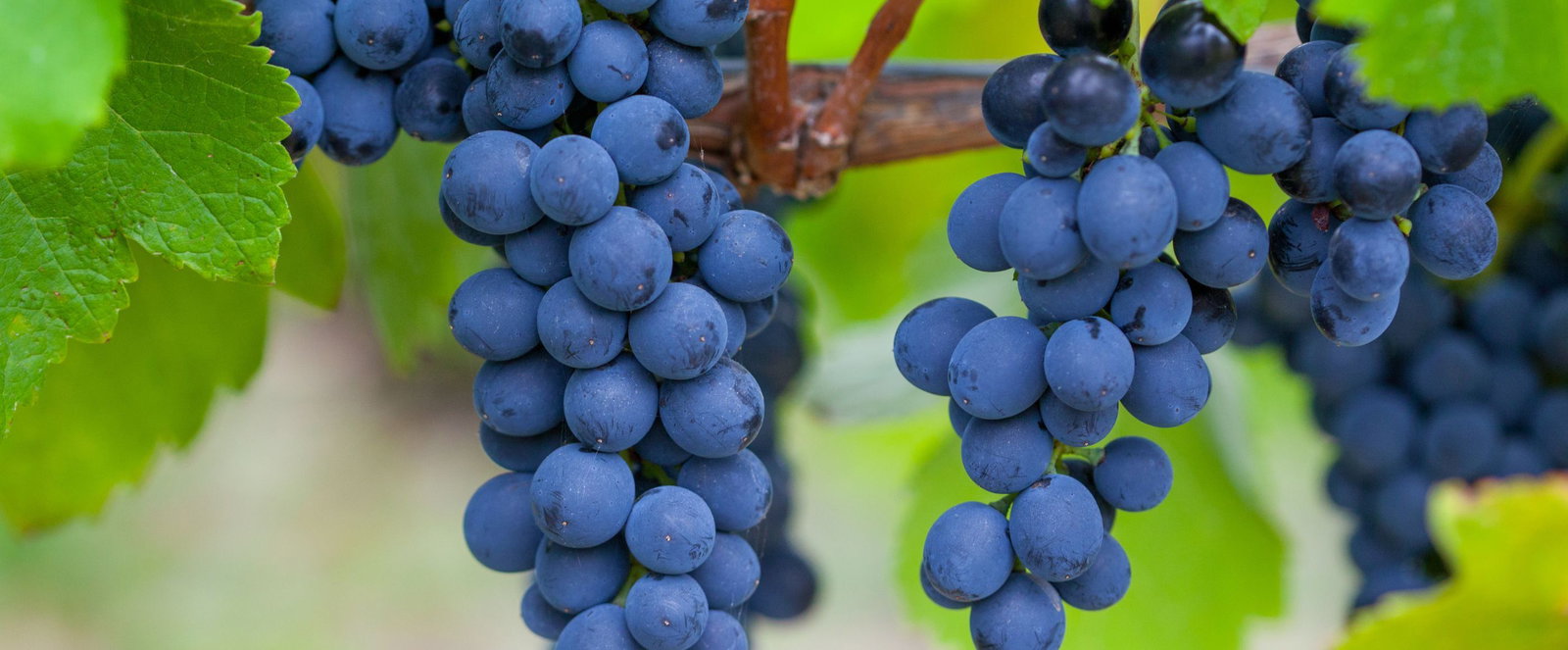Ein Rebstock, an dem blaue Weintrauben hängen.