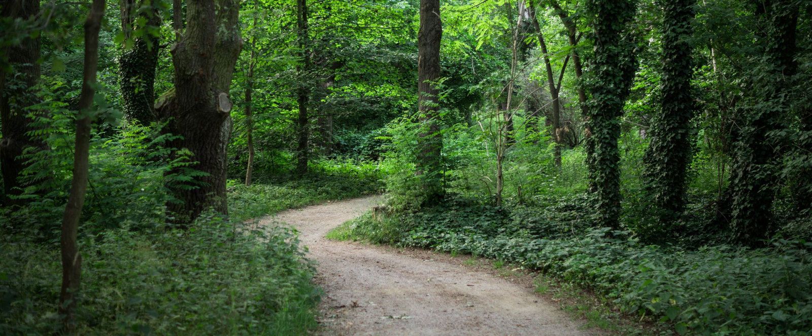 Ein Weg führt durch einen Wald.
