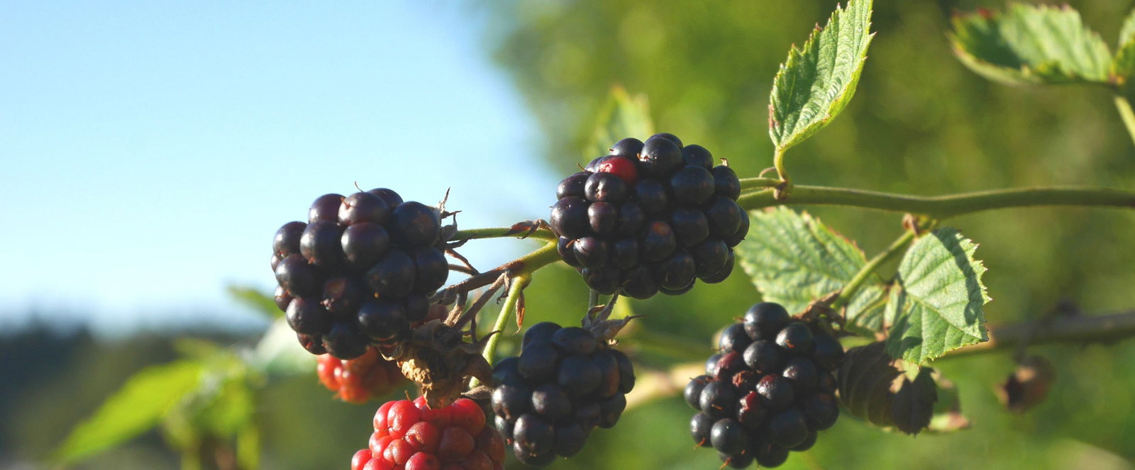 Ein Zweig mit roten und schwarzen Maulbeeren