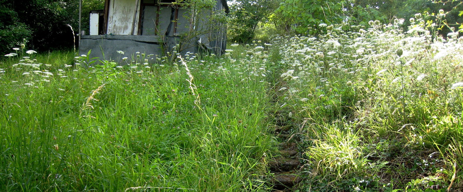 Grüne Wiese in einem Garten