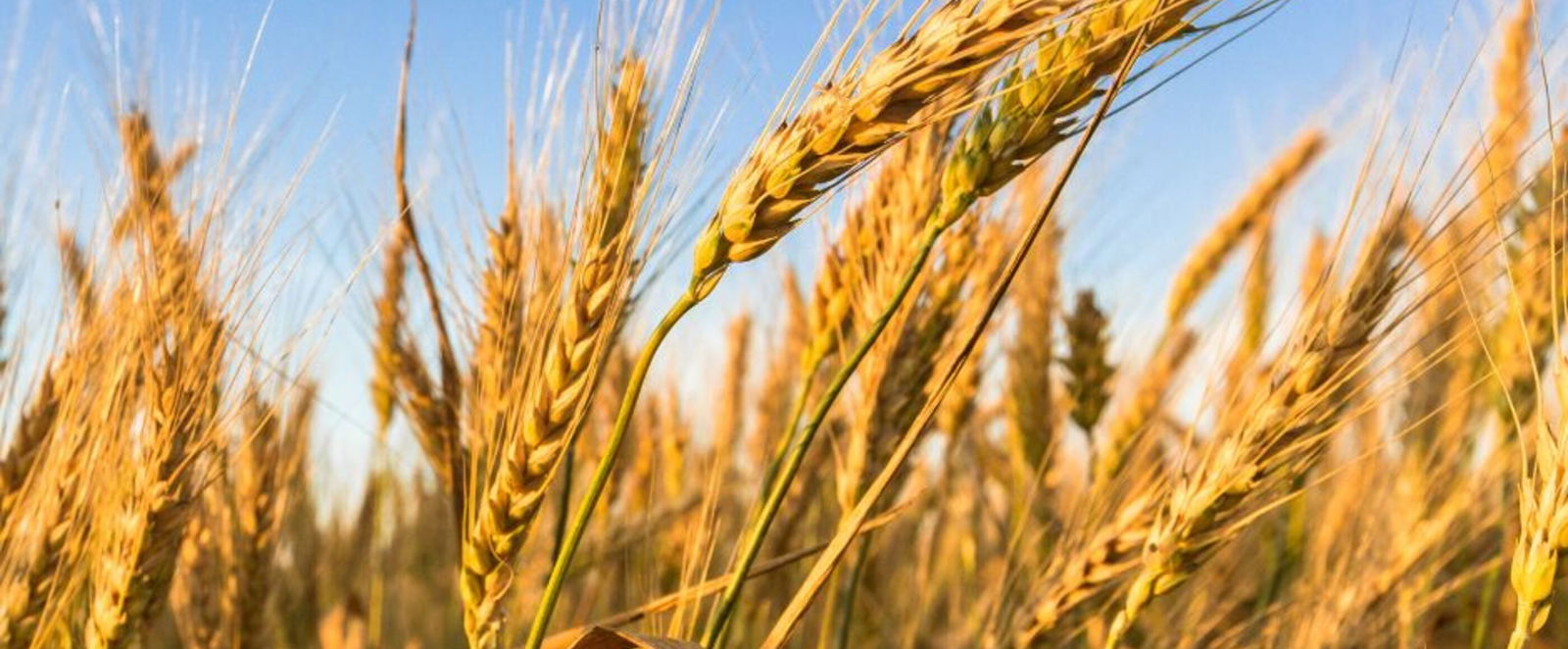 Ähren Landwirtschaft