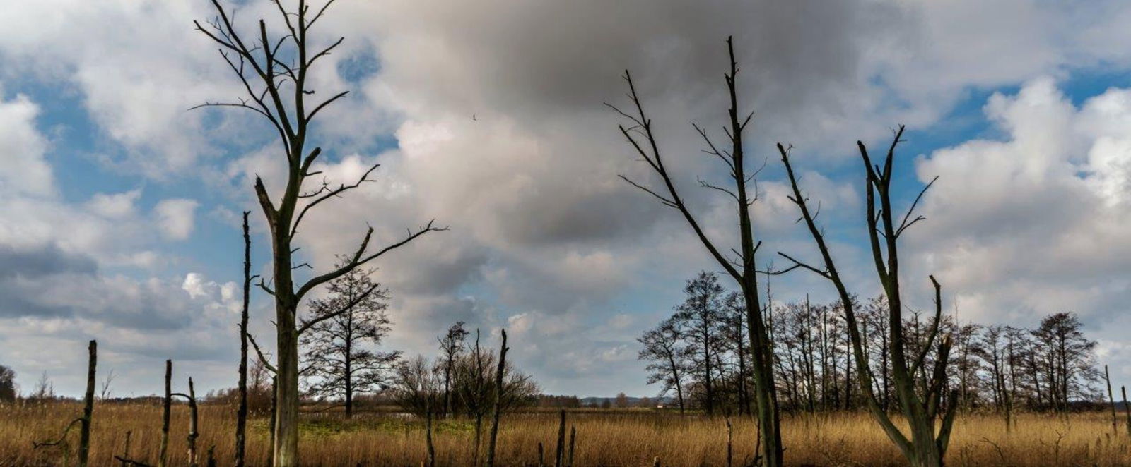 Moore sind besondere Habitate, sowohl für Pflanzen als auch für Tiere, die nur dort überleben können.