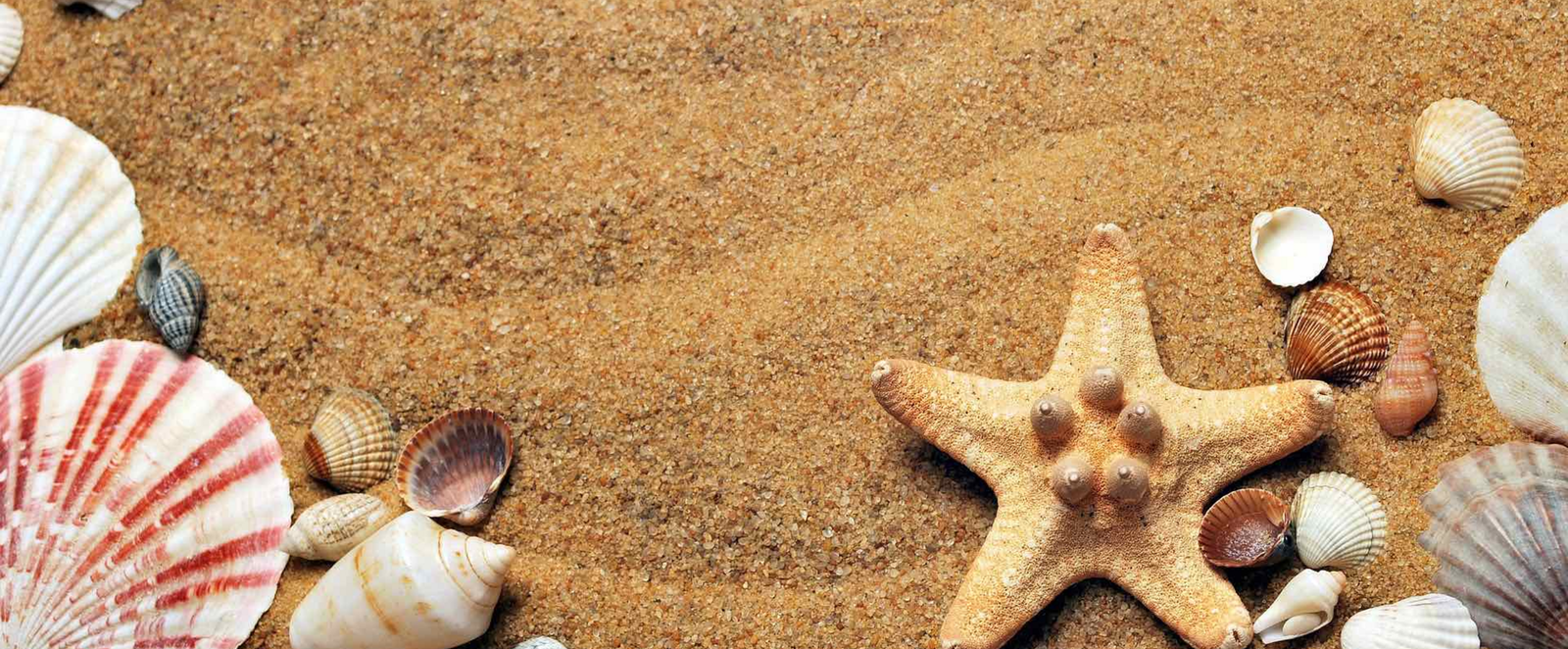 Auf dem Bild ist ein Strand mit Muscheln und Seesternen zu sehen.