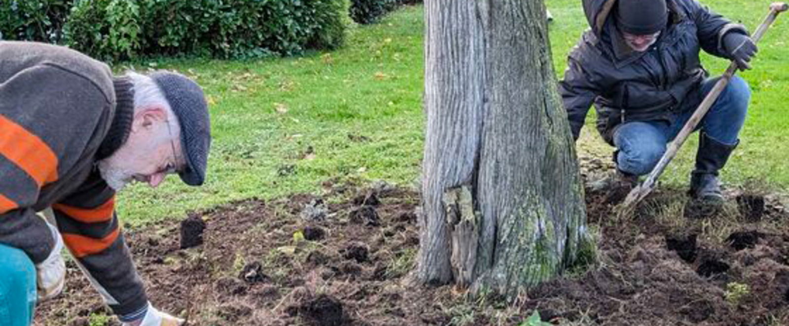 Zwei männlich gelesene Personen bücken sich zu aufgewühlter Erde, die um einen Baum herum liegt.