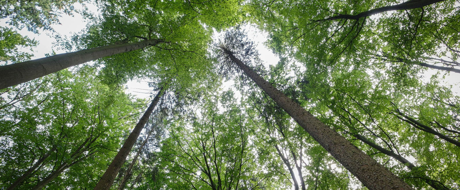 Bäume in einem Wald