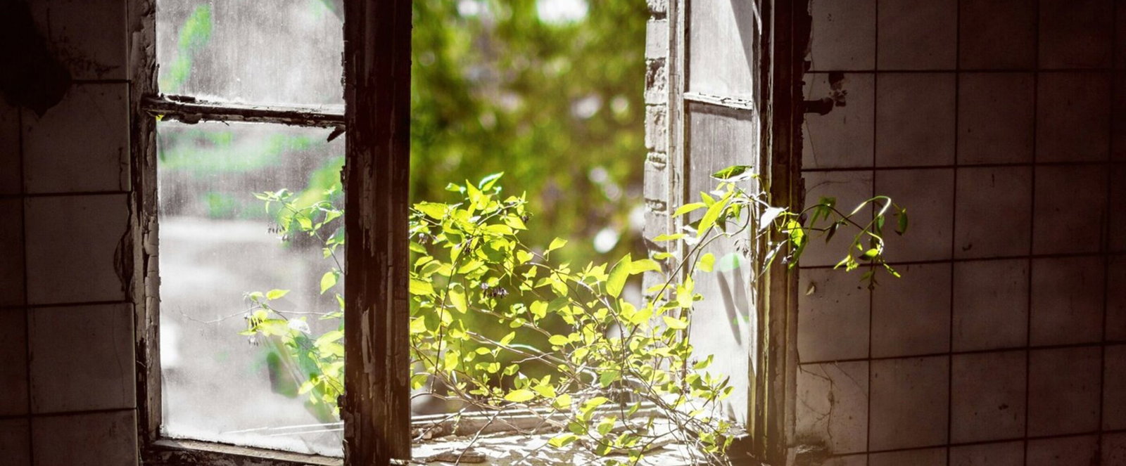 Durch ein kaputtes Fenster wächst ein Zweig.