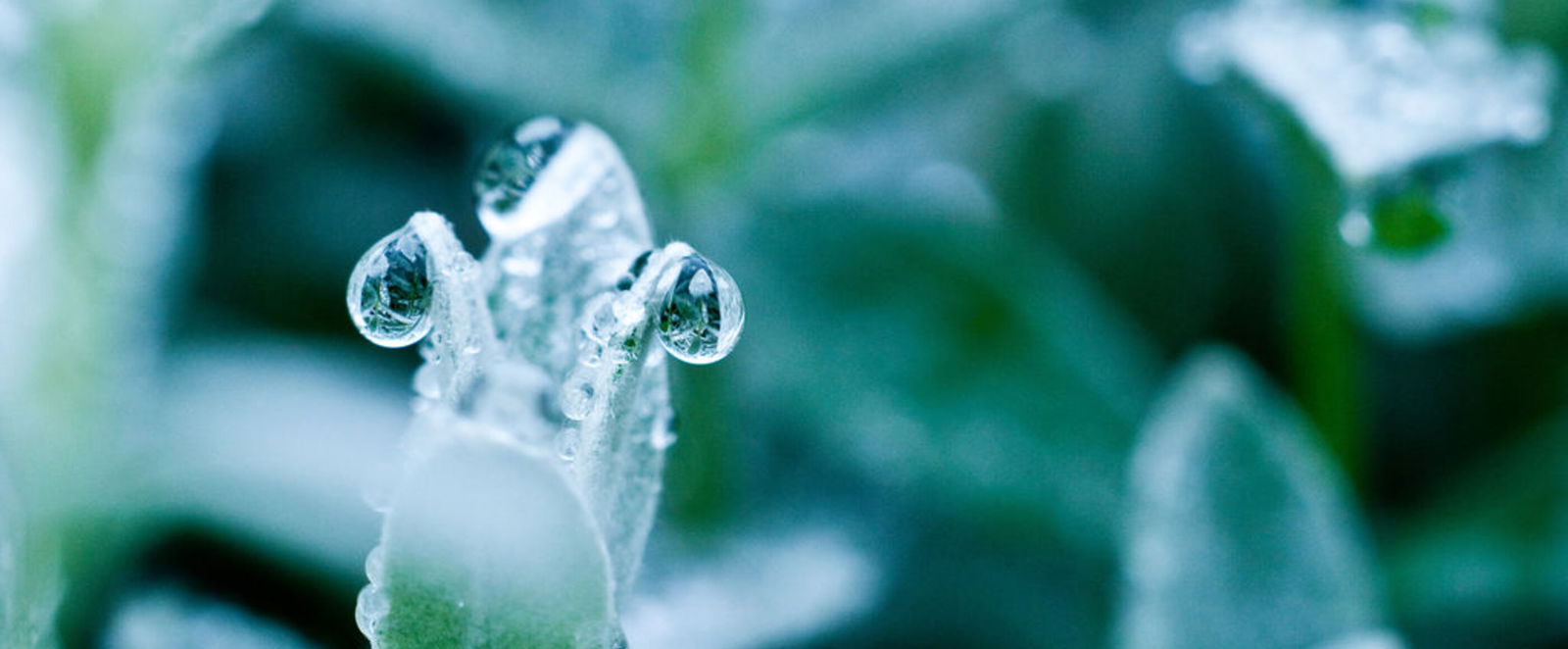Gefrorene Wassertropfen auf grünen Blättern