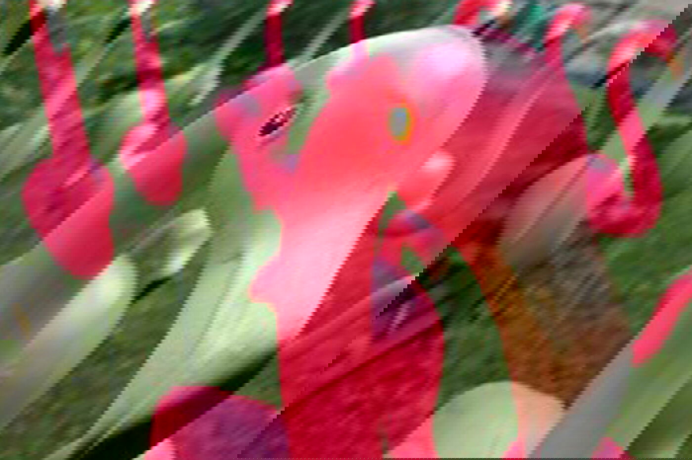 flamingos-hkd-541019