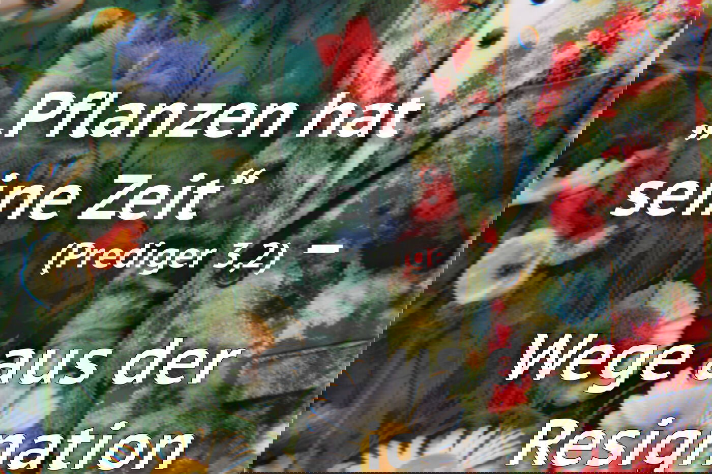 Männer in der EKD – Jahresthema 2025: „Pflanzen hat seine Zeit“ Werkheft Cover