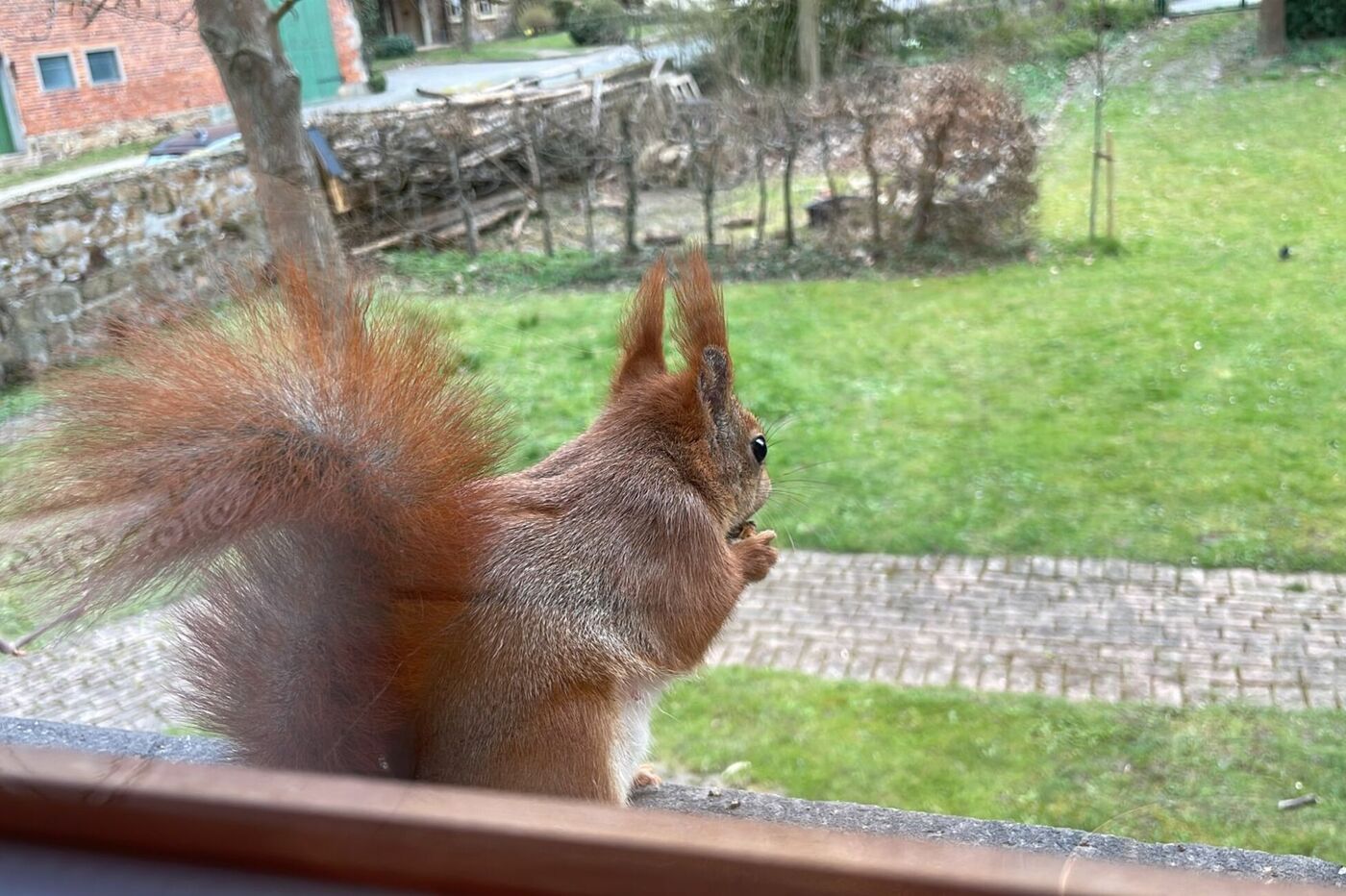Eichhörnchen Artenschutz bei der Kirchengemeinde Aerzen. 