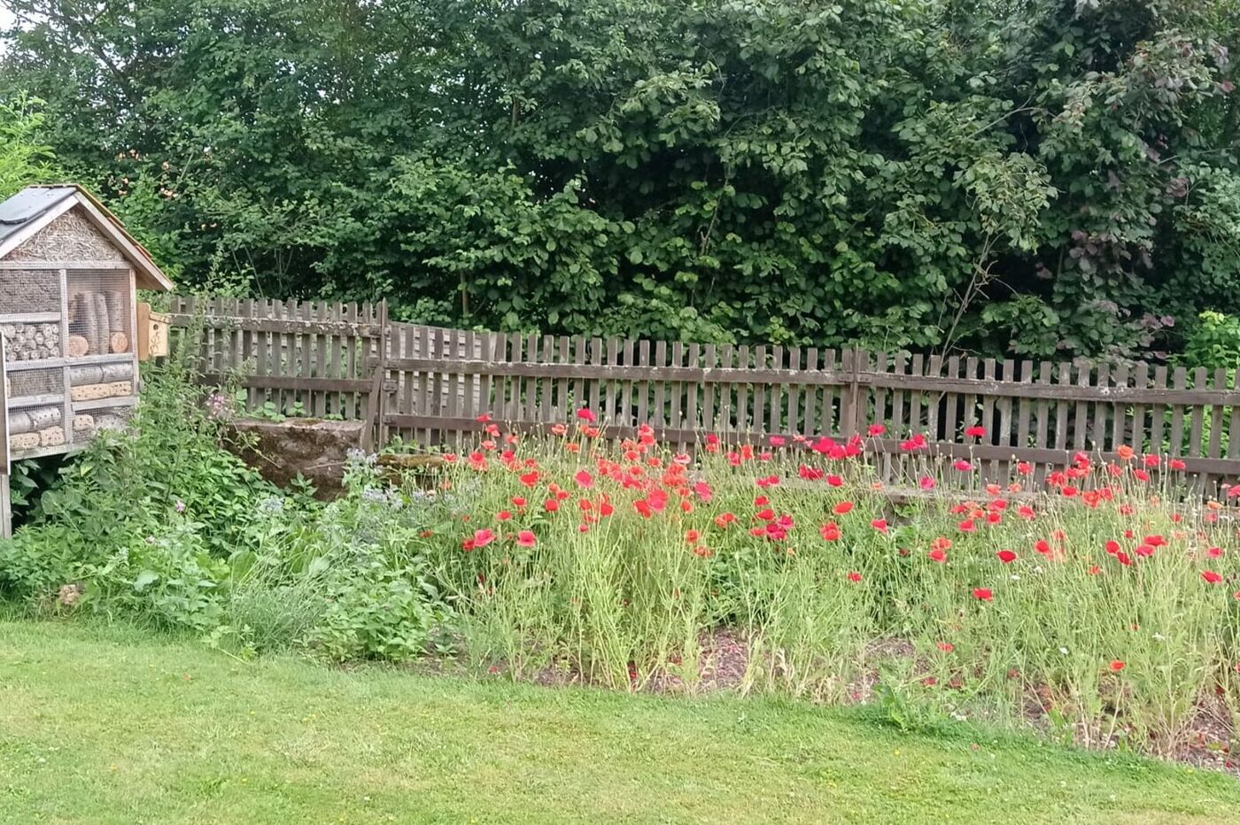 Klatschmohn, Kornrade und Borretsch als Pollen- und Nektarangebot für Wildbienen und Schmet