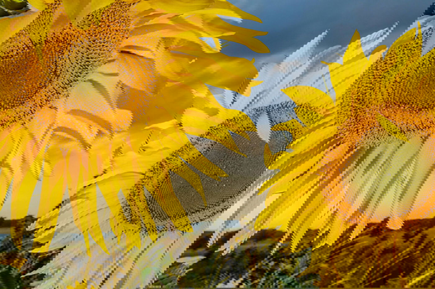 Sonnenblumenfeld in Niedersachsen