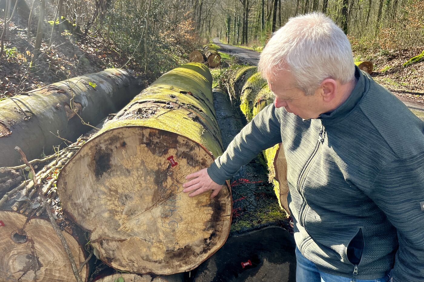 Eine männlich gelesene Person steht im Wald vor gefällten dicken Buchenstämmen und streicht mit der Hand über die Schnittfläche.