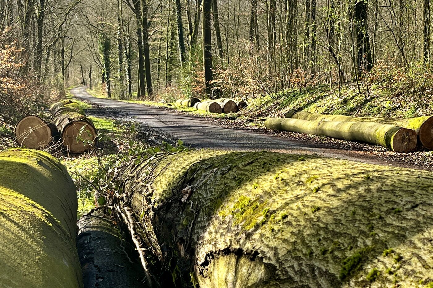 Rund ein halbes Dutzend dicke gefällte Baumstämme liegem am Wegesrand im Wald und sind von Moos überzogen.