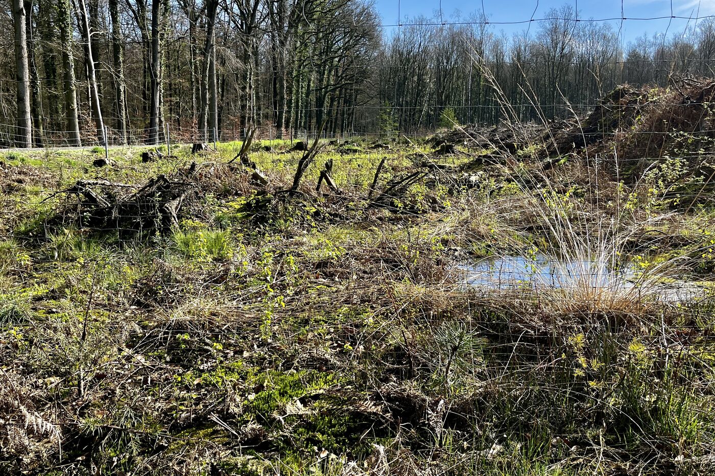 Eine aufgeforstete Fläche mit vielen hellgrünen Setzlingen, im Hintergrund hoch gewachsener Wald.