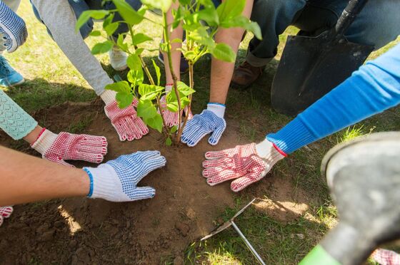Mehrere Menschen strecken ihre Arme in Gartenhandschuhen zu einer Grünpflanze, die sich eingepflanzt haben.