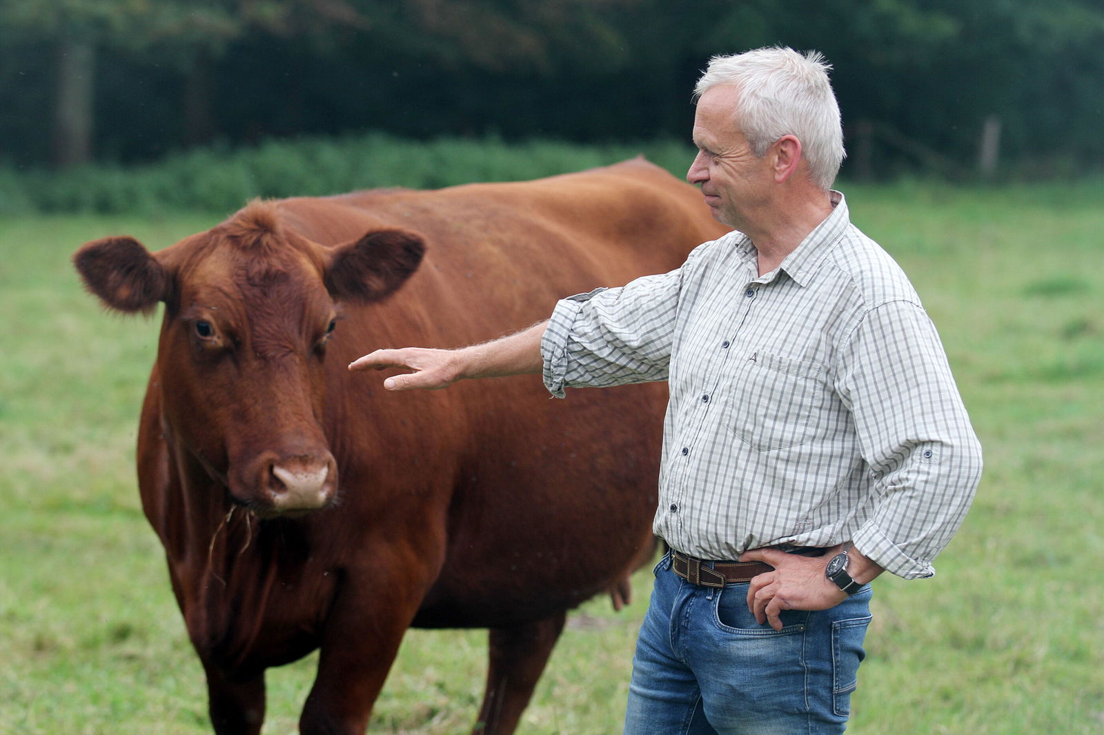 Ein Mann ist im Begriff, ein Rind zu tätscheln.
