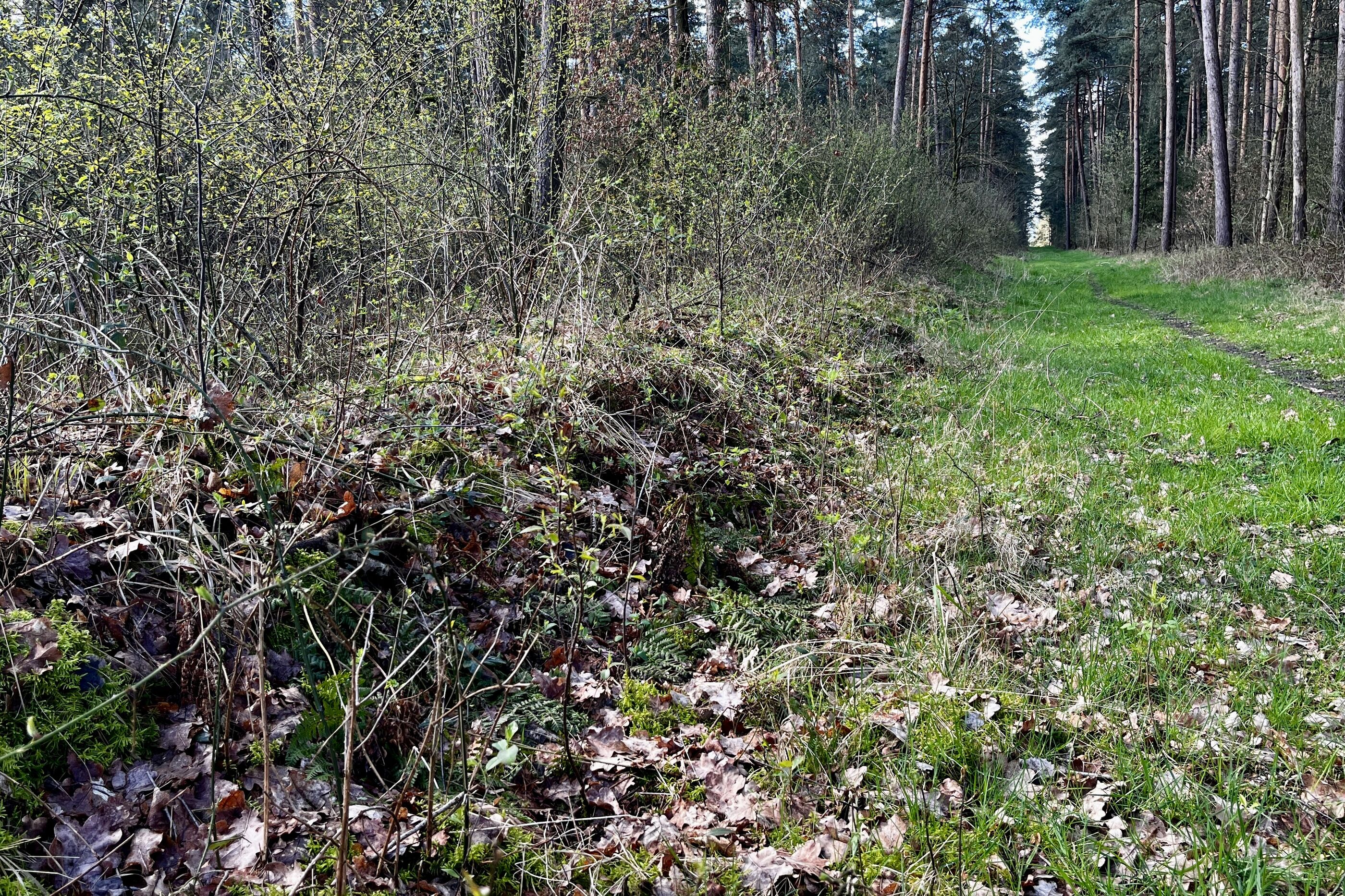 Ein grasbewachsener Waldweg führt an einem aufgeschütteten Wall im Wald entlang.