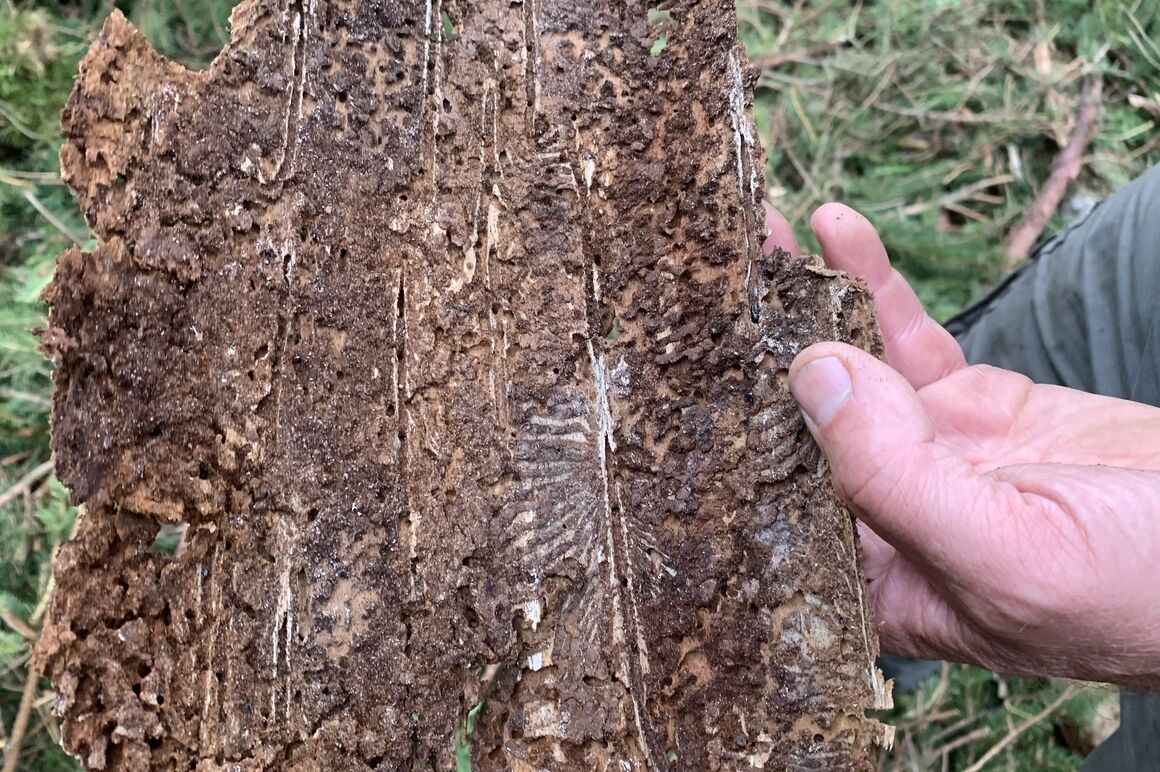 Eine Hand hält ein Stück Fichten-Rinde mit sichtbaren Spuren des Borkenkäfers auf der Innenseite des Rindenstücks.