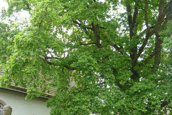 Luthereiche Polle (4)