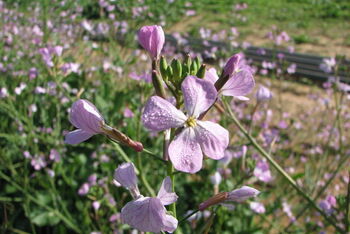 osnabrueck_uni_kooperation_israel